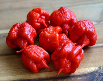 Hot Chili Pfeffer Carolina Reaper - Capsicum chinense - Die schärfste Chili der Welt