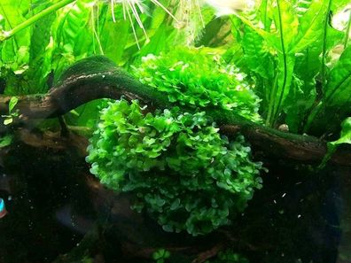 Süßwassertang, Lomariopsis lineata, Moos Aquarium, Nano Cube, Wasserpflanze