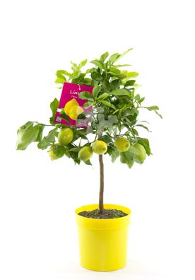 Angebot echter Zitronenbaum 100-130 cm Zitrone Citrus Limon Zitruspflanze