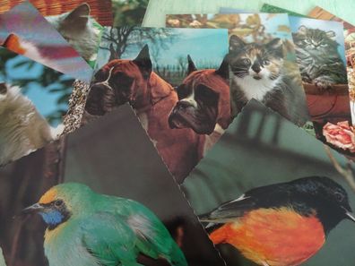 alte Postkarten AK Sü Verlag Serie 312 / 121 Katzen Vögel Tiere / Set-Auswahl