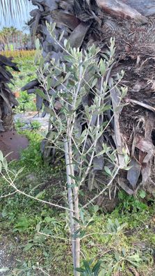 2 STÜCK Sonderpreis Olivenbaum Olive 140-180cm beste Qualität winterhart + robust