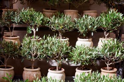 Olivenbaum Olive im Tontopf beste Qualität im Terrakotta-Topf Geschenk Giveaway