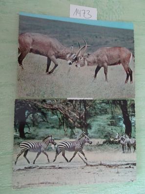 2 alte Postkarte AK ISV Color Germany Sort 65 Wasserböcke Zebra Tiere neutral