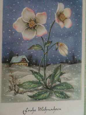 alte Postkarte AK Cramers Kunstanstalt Cekade Christrose Weihnachten 14x9cm