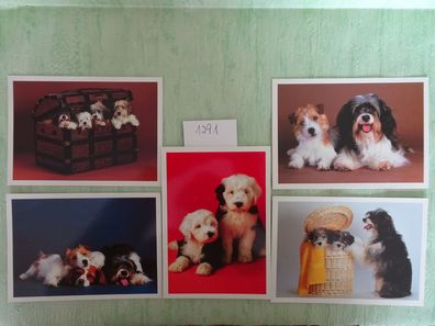 alte Postkarten AK Sü Verlag Serie 352 Hunde Tiere / Set-Auswahl