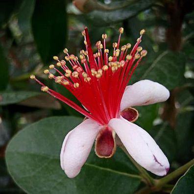 Feijoa Berg Samen