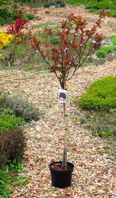 Blutpflaume Stämmchen Prunus cerasifera ´Nigra´ Stammhöhe 80 cm im 5 Liter Container