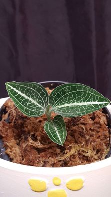 Juwelorchidee Macodes Anoectochilus siamensis ´White Trace´ orchidée bijou