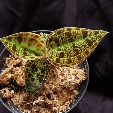 Macodes petola ´Exotic Jungle´ jewel orchid Juwelorchidee orchidée bijou