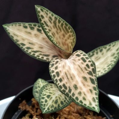 Macodes Goodyera schlechtendaliana ´Cherry Blossom´ orchidée bijou jewel orchid
