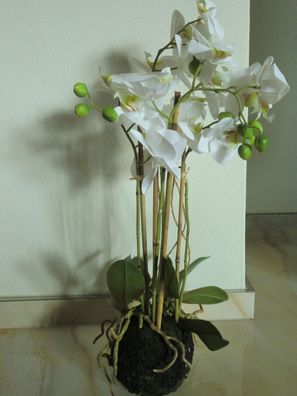 Orchidee weiß mit 4 Blütenrispen, in künstlichem Erdballen, natural touch