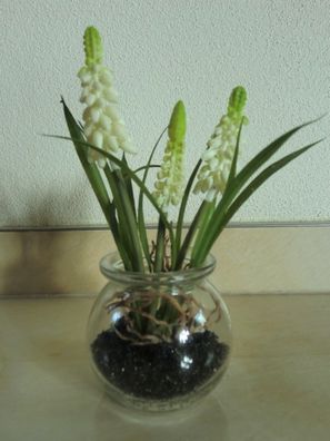 Muscari im Glas, Cremeweiß, Traubenhyazinthen, künstliche Blumen, Frühjahrsblume