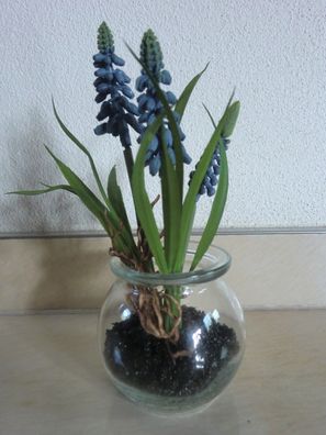Muscari im Glas, Blau, Traubenhyazinthen, künstliche Blumen, Frühjahrsblume