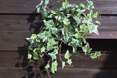 Efeu, Busch, UV-stabil, verzweigt, Grün-Weiß, Kunstblume, Balkonpflanze