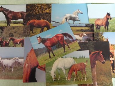 12 alte Postkarten AK Horn Germany Pferde Pony Fohlen Tiere
