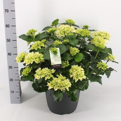 Bauernhortensie Schneeball 25-35 cm Hydrangea m. Schneeball Ballhortensie