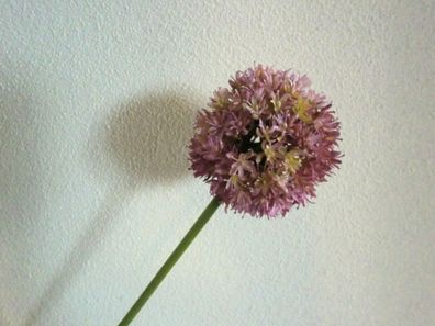 Allium künstlich, Farbe Altrosa, Kunstblume, Zierlauch