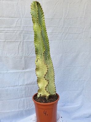 Euphorbia ingens marmorata im 20 cm Topf - Nr.4