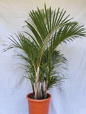 Hyophorbe verschaffeltii, Flaschenpalme oder Mascarena-Gruppe- im 35 cm Topf