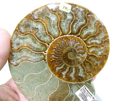Ammonit, Cleoniceras sp. aus Madagaska, 75-115€