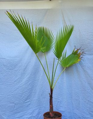 Washingtonia robusta, Petticoat-Palme im 30 cm Topf