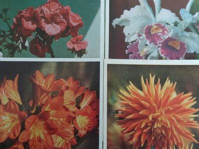 alte Postkarten AK EAS Kunstverlag Berlin Blumen wie gemalt -Sets - neutral