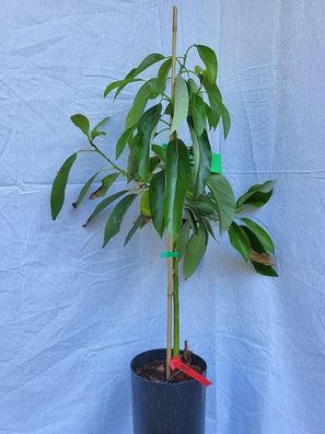 Avocadobaum der Sorte reed auf mexicola veredelt / Gepropft