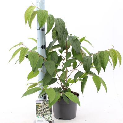 Japanischer Schneeball 'Kilimandjaro' 50-70 cm Viburnum Gartenpflanze