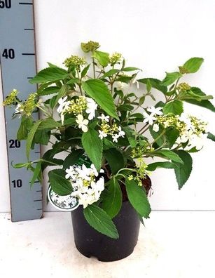Japanischer Zwerg-Schneeball 'Watanabe' ca. 30-40 cm Viburnum plicatum - Gefüllt
