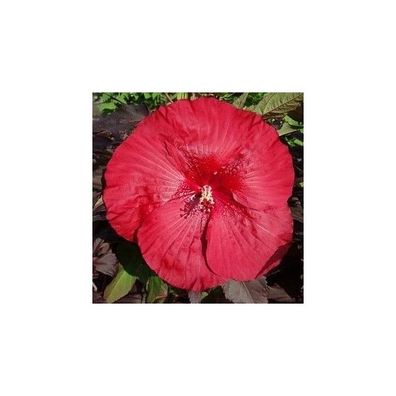 XXL Riesenhibiskus Carousel Geant Red Staudenhibiskus winterhart rot