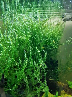 Javamoos Moos - Aquarium Pflanze Garnelen Versteck Garnelenweide Deko