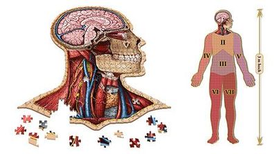 Dr. Livingstons Anatomiepuzzle: Der menschliche Kopf (1 von 7)