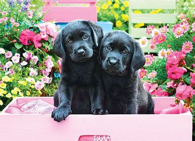 Schwarze Labradore in einer rosa Schachtel