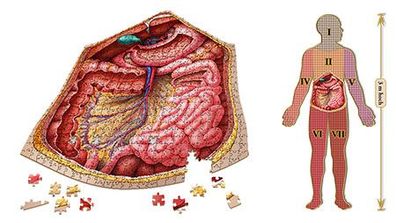Dr. Livingstons Anatomiepuzzle: Der menschliche Bauch (3 von 7)
