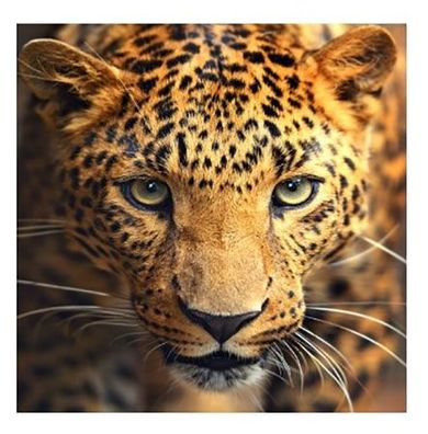 Leoparden-Portrait