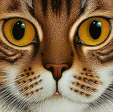Katze mit kupferfarbenen Augen