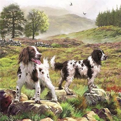 Spaniels im Moor