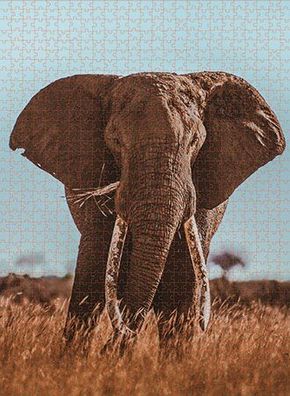 Afrikanischer Elefant (Donal Boyd)
