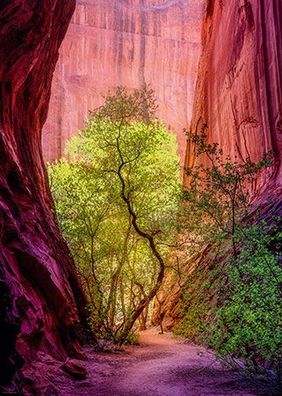 Canyon - Power of Nature