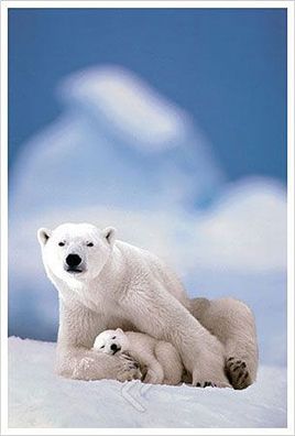 Eisbär & Baby