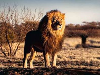 Löwe. Der König der Tiere