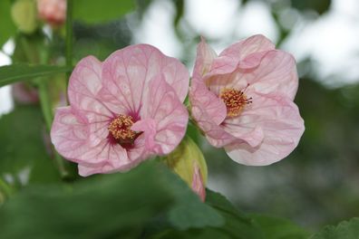 Schönmalve "Super Rosa" Jungpflanze, Abutilon, Kübelpflanze