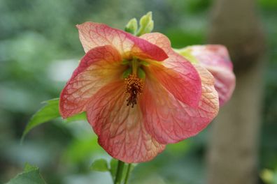 Schönmalve "Belle Fleur" Jungpflanze, Abutilon, Kübelpflanze