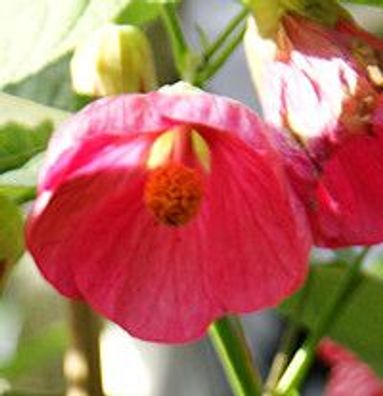 Schönmalve "Pink Traum" Jungpflanze, Abutilon, Kübelpflanze