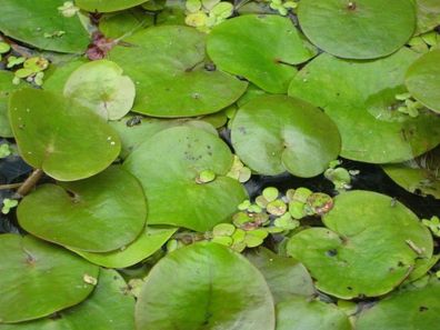 Froschbiss - Hydrocharis morsus-ranae Schwimmpflanze Teichpflanzen Teichpflanze