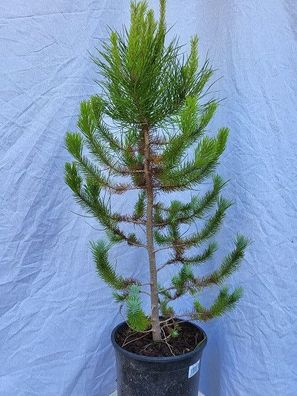 Pinus pinea im 20 cm Topf
