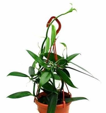 1 blühfähige Orchidee der Sorte: Vanilla planifolia, 12cm Ampel
