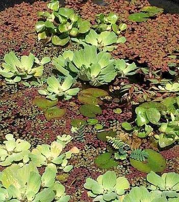 1 Büschelfarn + 1 Wassernuss, Schwimmpflanzen für Gartenteich