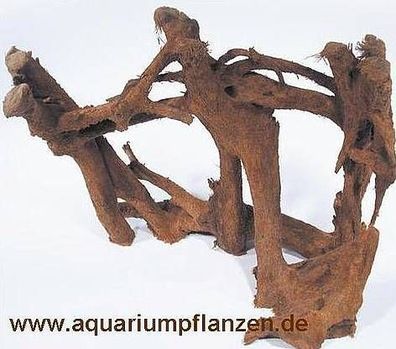 1 Mangrovenwurzel 20-25 cm, Wurzel, Mangrove
