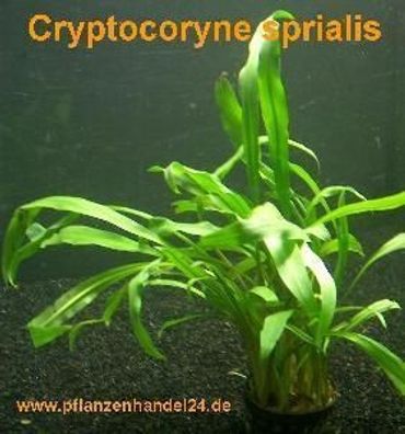 10 Töpfe Cryptocoryne spiralis, Wasserpflanzen
